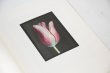 画像4: Les extravagantes / Leendert Blok,  Gilles Clément (4)