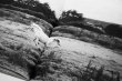 画像9: Horses / Jane Evelyn Atwood (9)