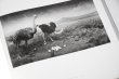 画像6: Dioramas /  杉本博司 Hiroshi Sugimoto (6)