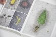 画像2: Book Of Plants (new edition)  /  Anne Geene (2)