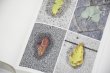 画像3: Book Of Plants (new edition)  /  Anne Geene (3)