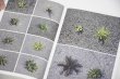 画像4: Book Of Plants (new edition)  /  Anne Geene (4)