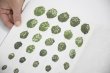 画像12: Book Of Plants (new edition)  /  Anne Geene (12)