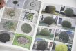 画像5: Book Of Plants (new edition)  /  Anne Geene (5)