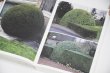 画像6: Book Of Plants (new edition)  /  Anne Geene (6)