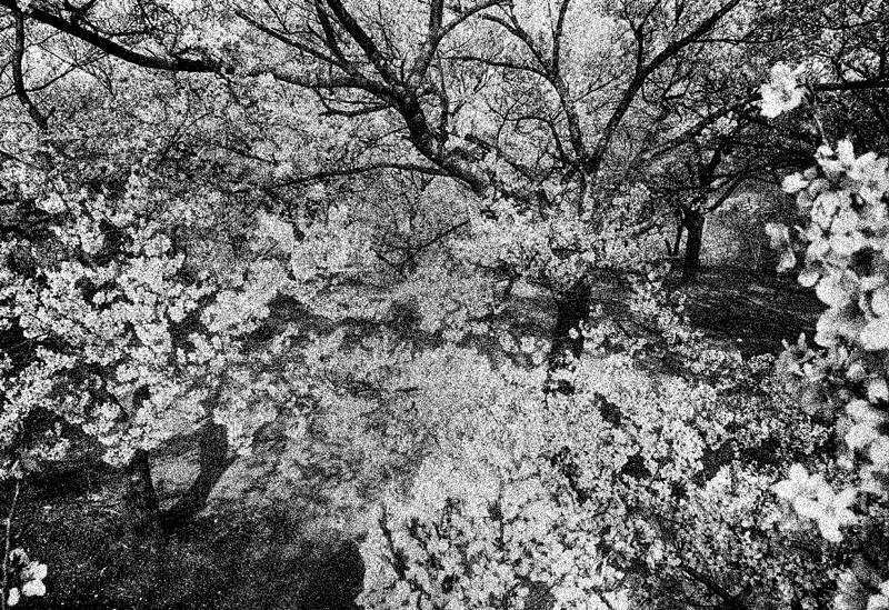 Daido Silk（サイン入り） / 森山大道 Daido Moriyama / ON READING