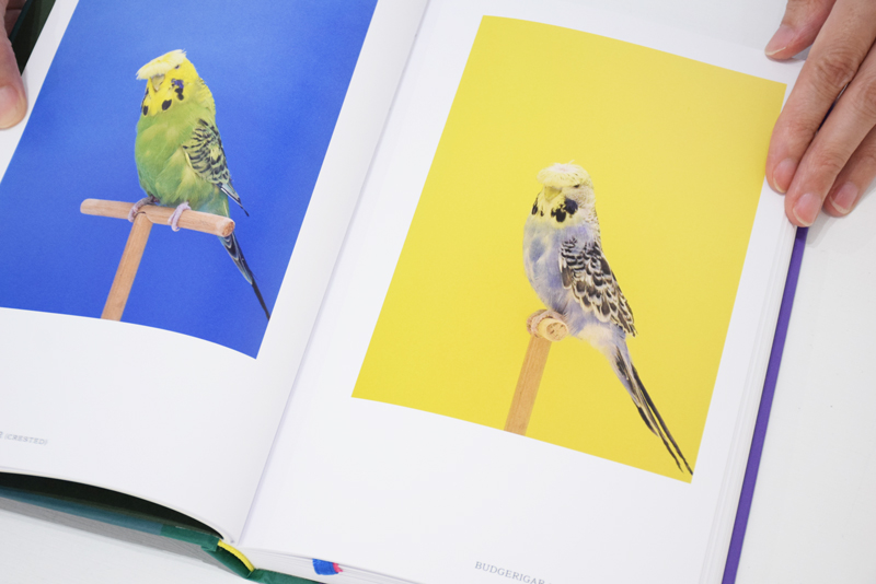 An Incomplete Dictionary of Show Birds Vol.2 / Luke Stephenson ON 